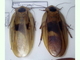 Cucaracha gigante<br />(Blaberus giganteus)