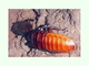 Cucaracha gigante de Madagascar<br />(Gromphadorhina portentosa)