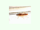 Cucaracha rubia<br />(Blattella germanica)