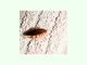 Cucaracha rubia<br />(Blattella germanica)
