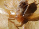 Cucaracha silvestre<br />(Ectobius pallidus)