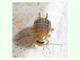 Cucaracha silvestre<br />(Ectobius pallidus)