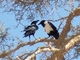 Cuervo pío africano<br />(Corvus albus)