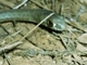 Culebra bastarda<br />(Malpolon monspessulanus)