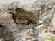 Culebra de cogulla occidental<br />(Macroprotodon brevis)