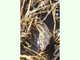 Culebra viperina<br />(Natrix maura)