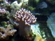 Dedos de coral<br />(Lobophytum sp.)