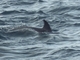 Delfín listado<br />(Stenella coeruleoalba)