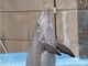 Delfín mular<br />(Tursiops truncatus)