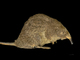 Desmán ibérico<br />(Galemys pyrenaicus)