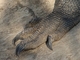 Dragón de Komodo<br />(Varanus komodoensis)