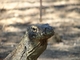 Dragón de Komodo<br />(Varanus komodoensis)