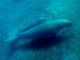 Dugongo<br />(Dugong dugon)