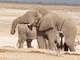 Elefante africano<br />(Loxodonta africana)