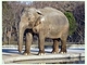Elefante asiático<br />(Elephas maximus)