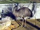 Emú<br />(Dromaius novaehollandiae)