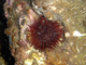 Erizo de mar lívido<br />(Paracentrotus lividus)