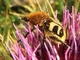 Escarabajo abeja común<br />(Trichius fasciatus)