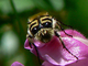 Escarabajo abeja común<br />(Trichius fasciatus)