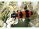 Escarabajo ajedrezado<br />(Trichodes apiarius)