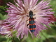 Escarabajo ajedrezado de las abejas<br />(Trichodes leucopsideus)