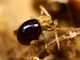 Escarabajo araña brillante<br />(Mezium affine)