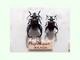 Escarabajo arcoiris<br />(Sagra buqueti)