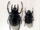 Escarabajo atlas<br />(Chalcosoma atlas)