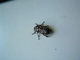 Escarabajo batanero<br />(Polyphylla fullo)