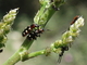 Escarabajo común de los espárragos<br />(Crioceris asparagi)