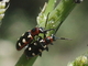 Escarabajo común de los espárragos<br />(Crioceris asparagi)