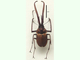 Escarabajo de Darwin<br />(Chiasognathus granti)