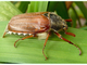 Escarabajo de San Juan<br />(Melolontha melolontha)