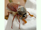 Escarabajo de San Juan<br />(Melolontha melolontha)