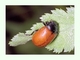 Escarabajo de la hoja del álamo<br />(Chrysomela populi)