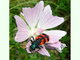Escarabajo de las abejas<br />(Trichodes alvearius)