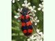 Escarabajo de las abejas<br />(Trichodes alvearius)