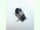 Escarabajo de las despensas<br />(Dermestes lardarius)