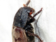 Escarabajo de las despensas<br />(Dermestes lardarius)