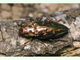 Escarabajo de los pinos<br />(Chalcophora mariana)