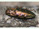 Escarabajo de los pinos<br />(Chalcophora mariana)