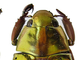 Escarabajo de oro<br />(Chrysina argenteola)