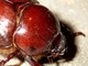 Escarabajo del gusano arador<br />(Phyllophaga sp.)