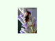 Escarabajo del romero<br />(Chrysolina americana)