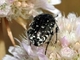 Escarabajo del sudario<br />(Oxythyrea funesta)