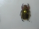 Escarabajo dorado<br />(Chrysina aurigans)