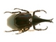 Escarabajo elefante Xylotrupes gideon<br />(Xylotrupes gideon)