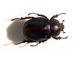 Escarabajo elefante Xylotrupes gideon<br />(Xylotrupes gideon)