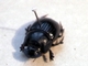 Escarabajo estercolero común<br />(Copris lunaris)