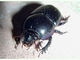 Escarabajo estercolero zumbador<br />(Geotrupes stercorarius)